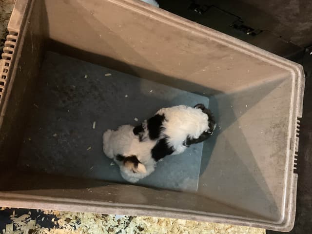 Wire Fox Terrier Puppies media 19