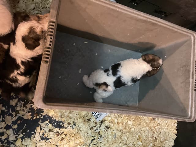 Wire Fox Terrier Puppies media 20