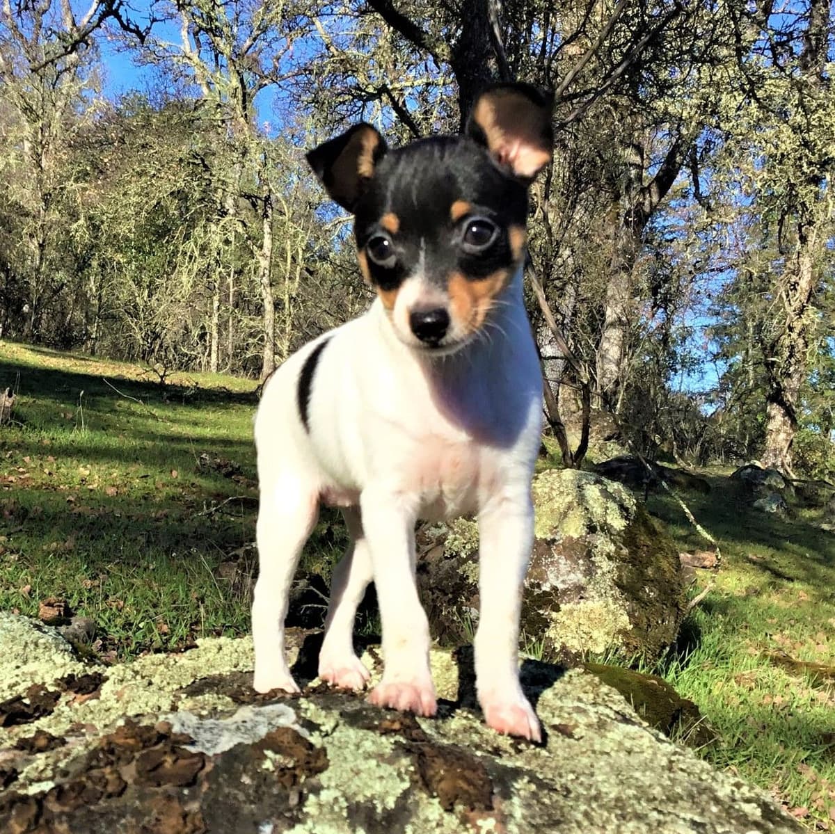 Toy Fox Terrier Puppies breeder image 5