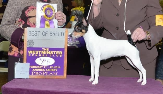 Toy Fox Terrier Puppies breeder image 6