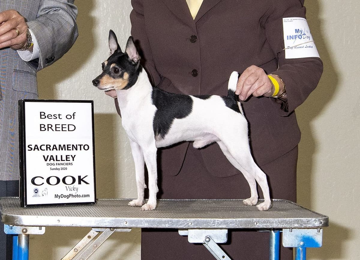 Toy Fox Terrier Puppies breeder image 11