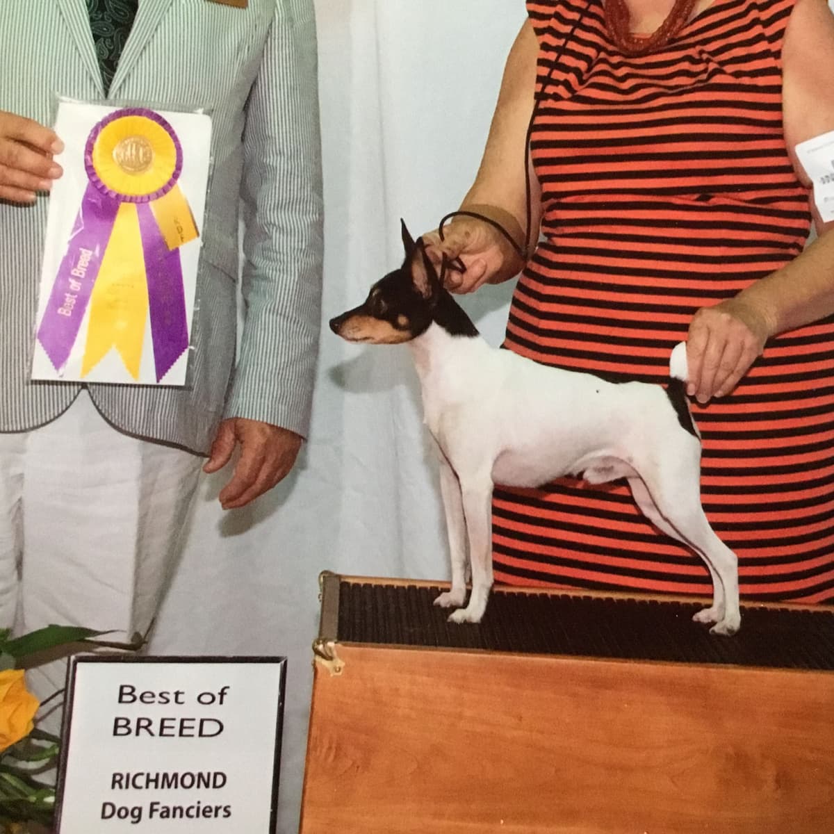 Toy Fox Terrier Puppies breeder image 14