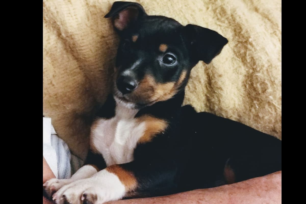 Russell Terrier Puppies breeder image 1