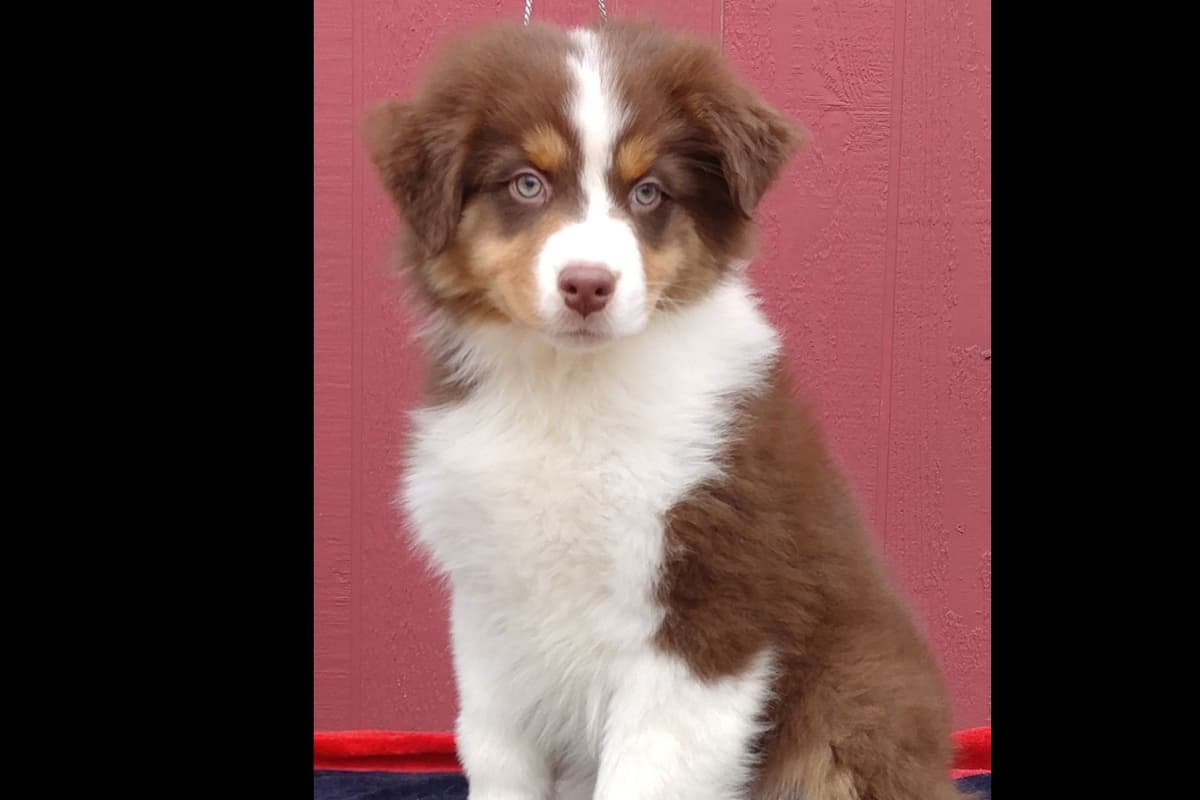 Russell Terrier Puppies breeder image 4