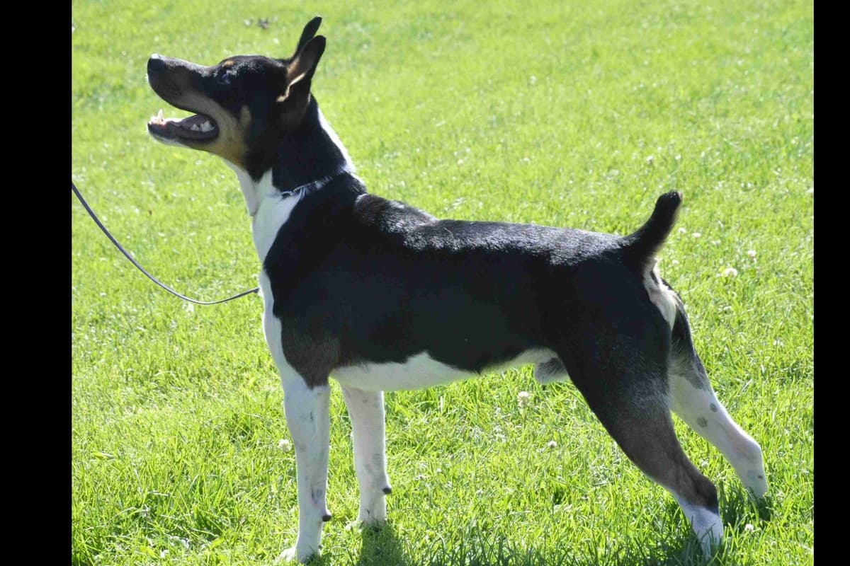 Russell Terrier Puppies breeder image 7