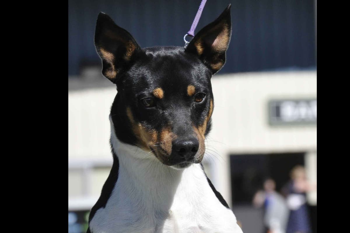 Russell Terrier Puppies breeder image 8