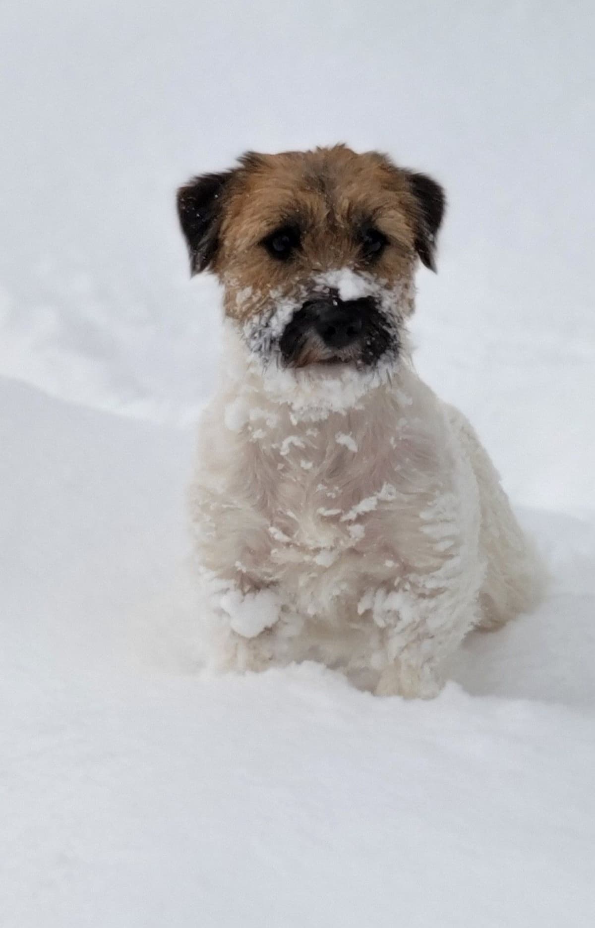 Russell Terrier Puppies breeder image 12