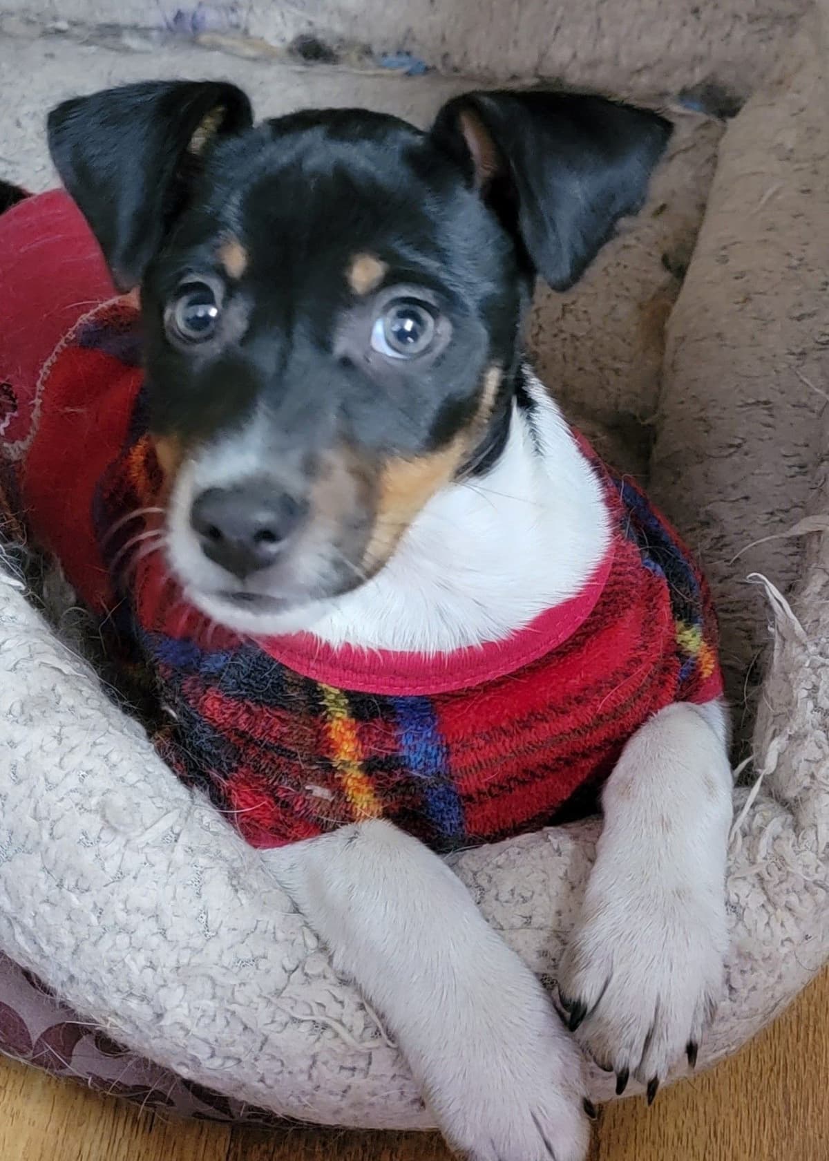 Russell Terrier Puppies breeder image 22