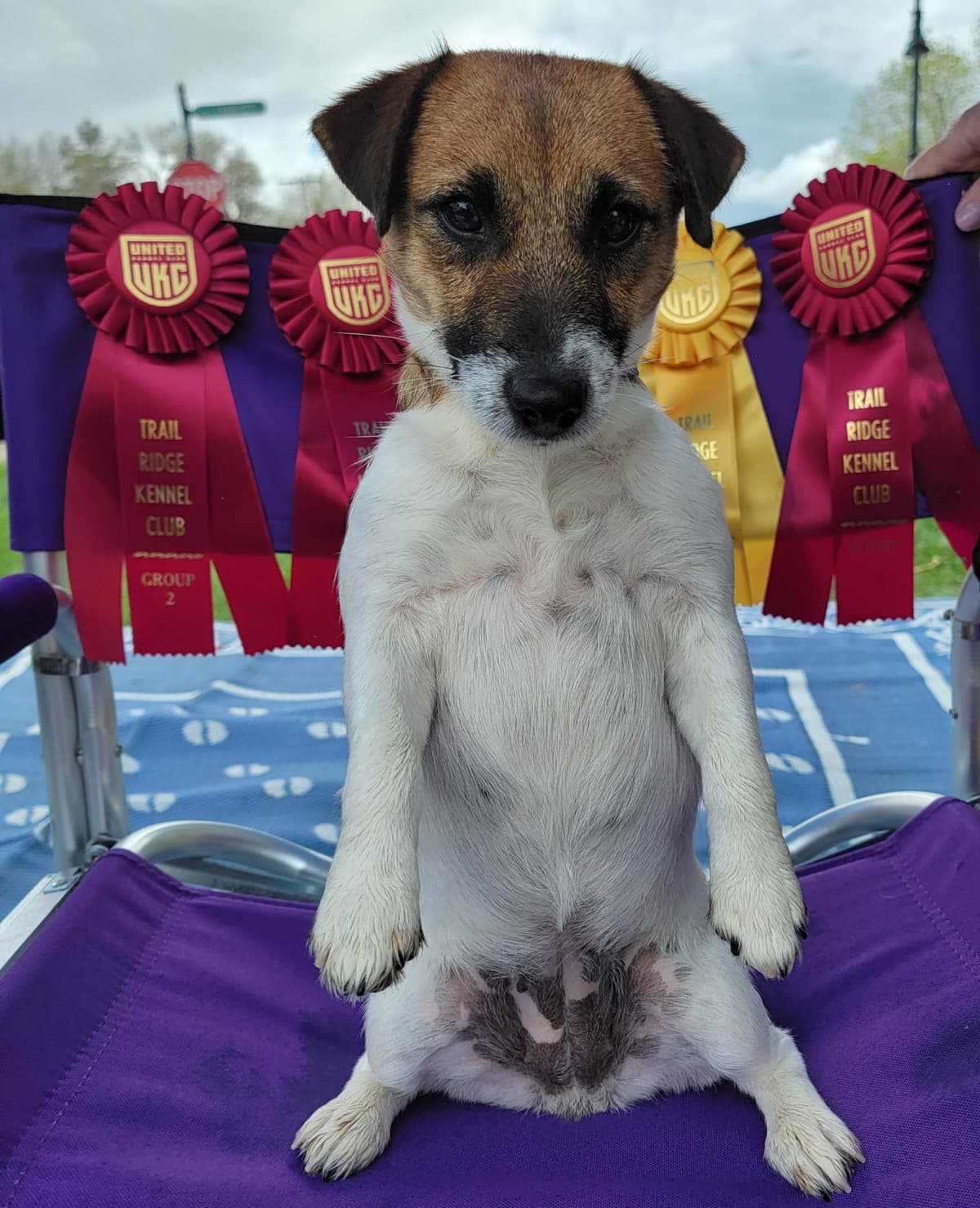 Russell Terrier Puppies breeder image 23