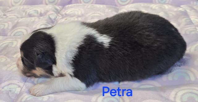 Australian Shepherd Puppies media 2