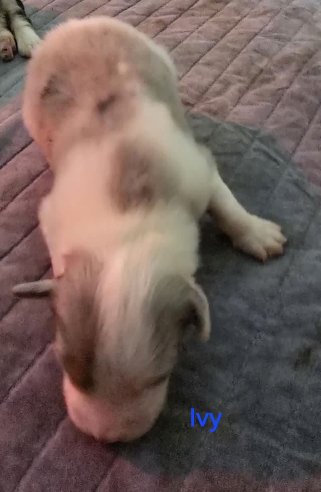 Australian Shepherd Puppies media 4