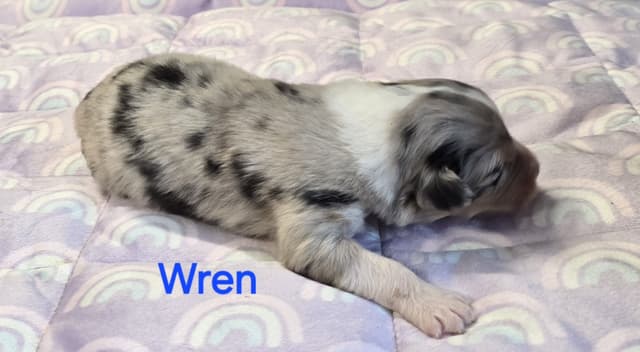 Australian Shepherd Puppies media 5