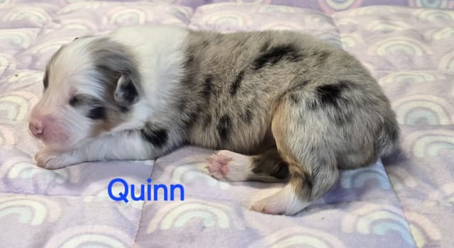 Australian Shepherd Puppies media 7