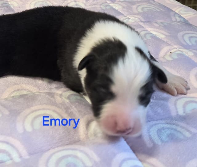 Australian Shepherd Puppies media 9