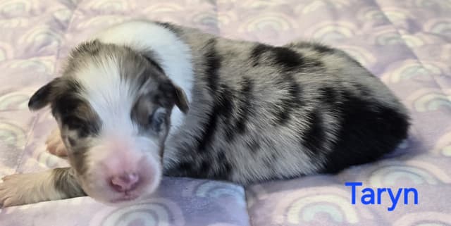 Australian Shepherd Puppies media 8
