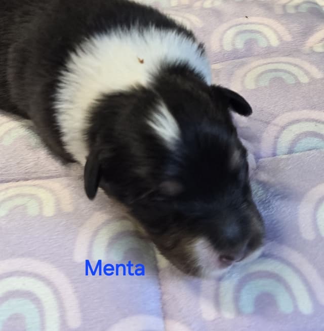 Australian Shepherd Puppies media 10