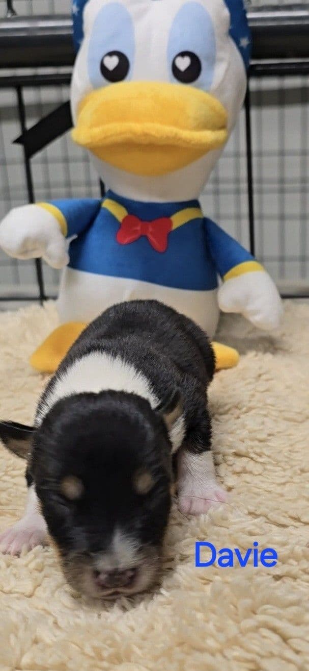 Rat Terrier Puppies media 2