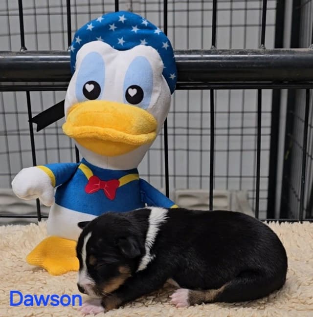 Rat Terrier Puppies media 3