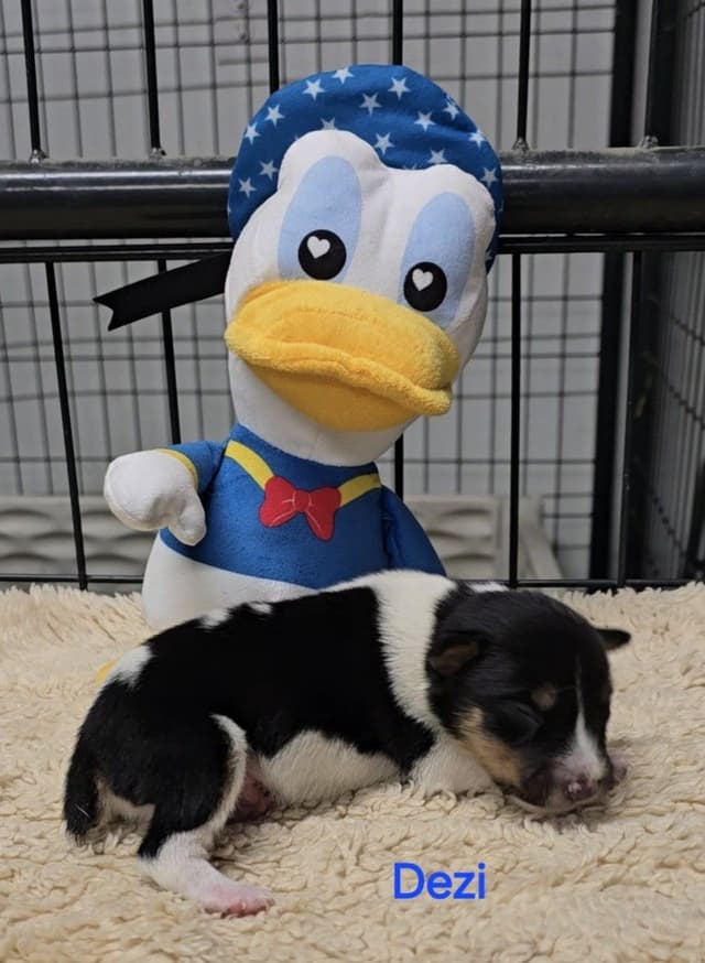 Rat Terrier Puppies media 5