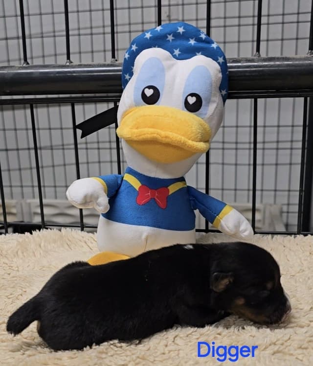 Rat Terrier Puppies media 6
