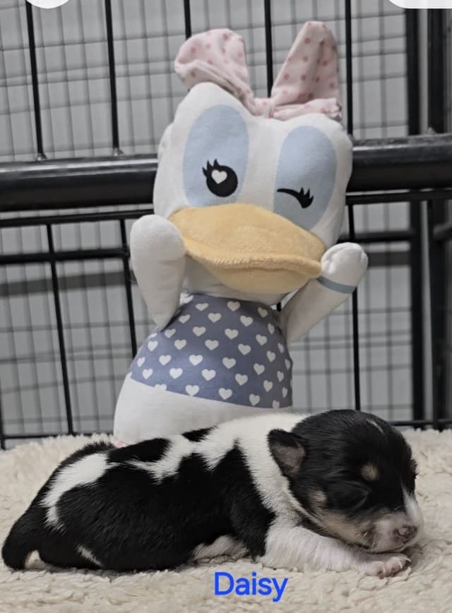 Rat Terrier Puppies media 7