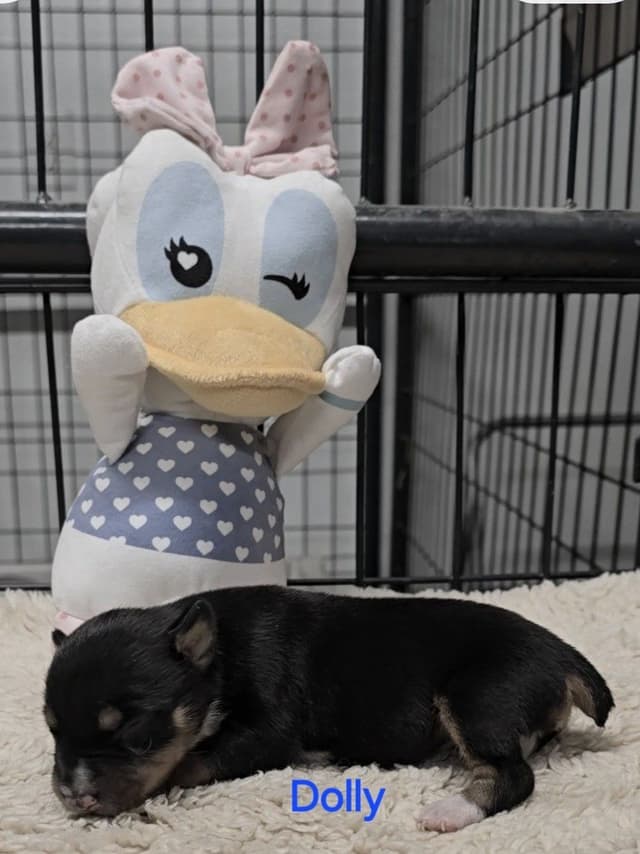 Rat Terrier Puppies media 8