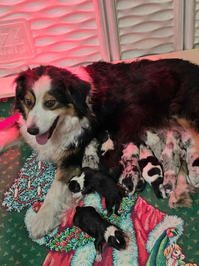 Australian Shepherd Puppies media 11