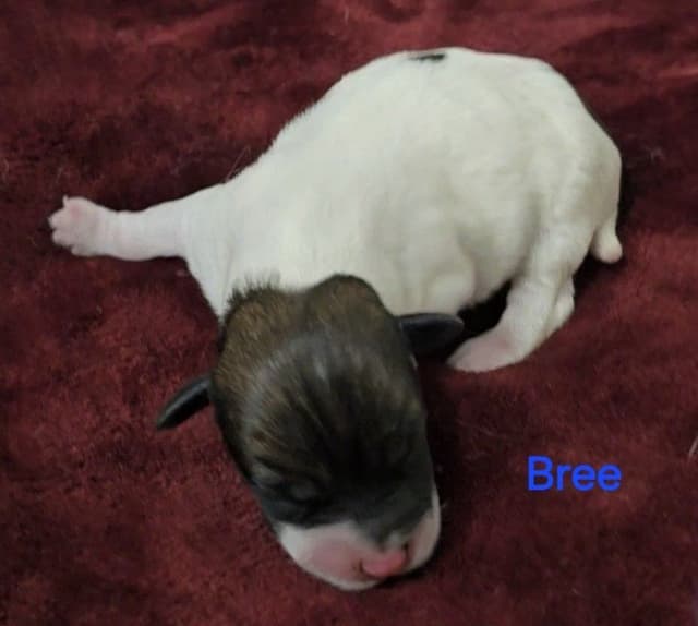 Russell Terrier Puppies media 4