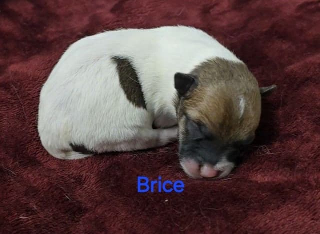 Russell Terrier Puppies media 7