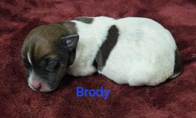 Russell Terrier Puppies media 8