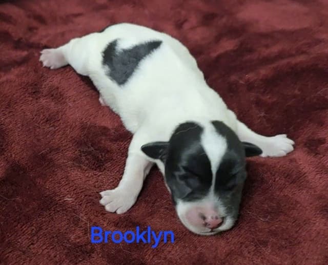 Russell Terrier Puppies media 10