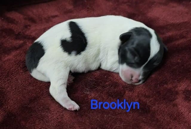 Russell Terrier Puppies media 9
