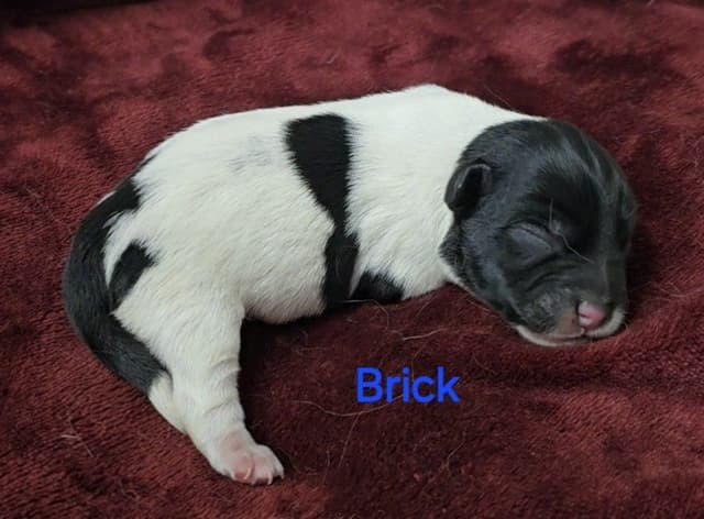 Russell Terrier Puppies media 11