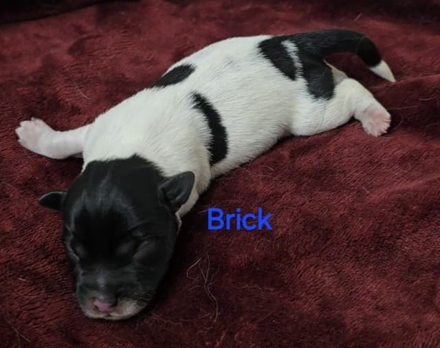 Russell Terrier Puppies media 12