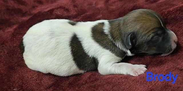 Russell Terrier Puppies media 13
