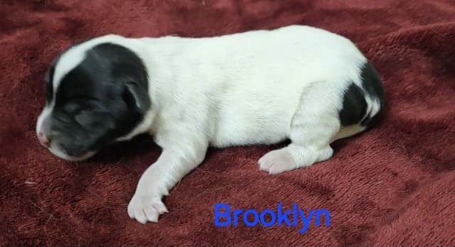 Russell Terrier Puppies media 16