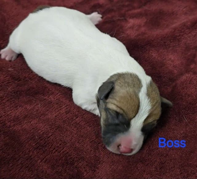 Russell Terrier Puppies media 14