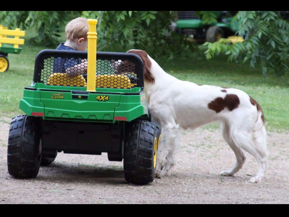 Irish Red and White Setter Puppies breeder image 18