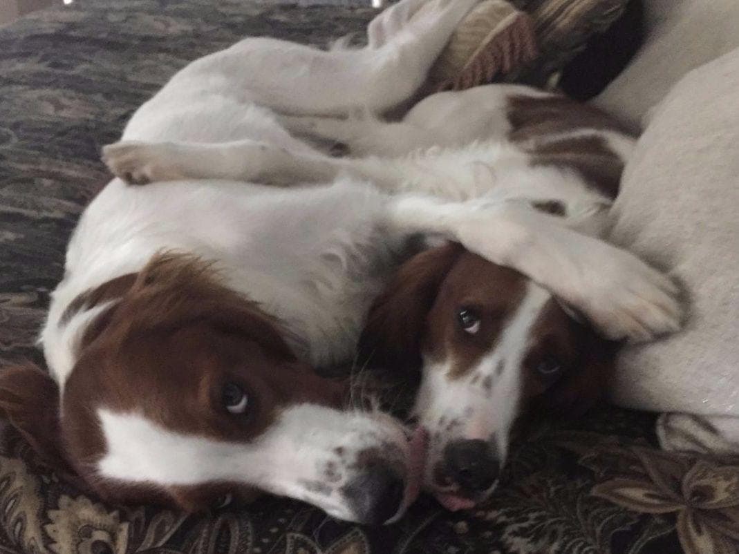 Irish Red and White Setter Puppies breeder image 19