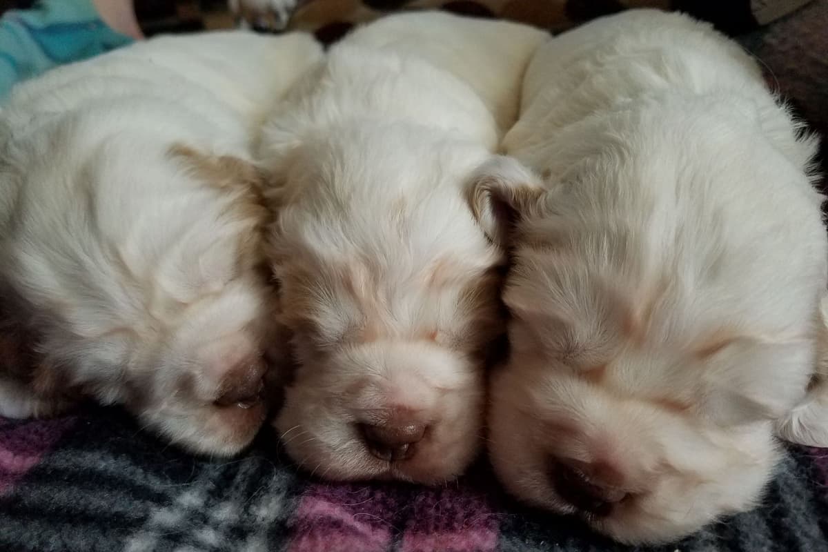 Irish Red and White Setter Puppies breeder image 17