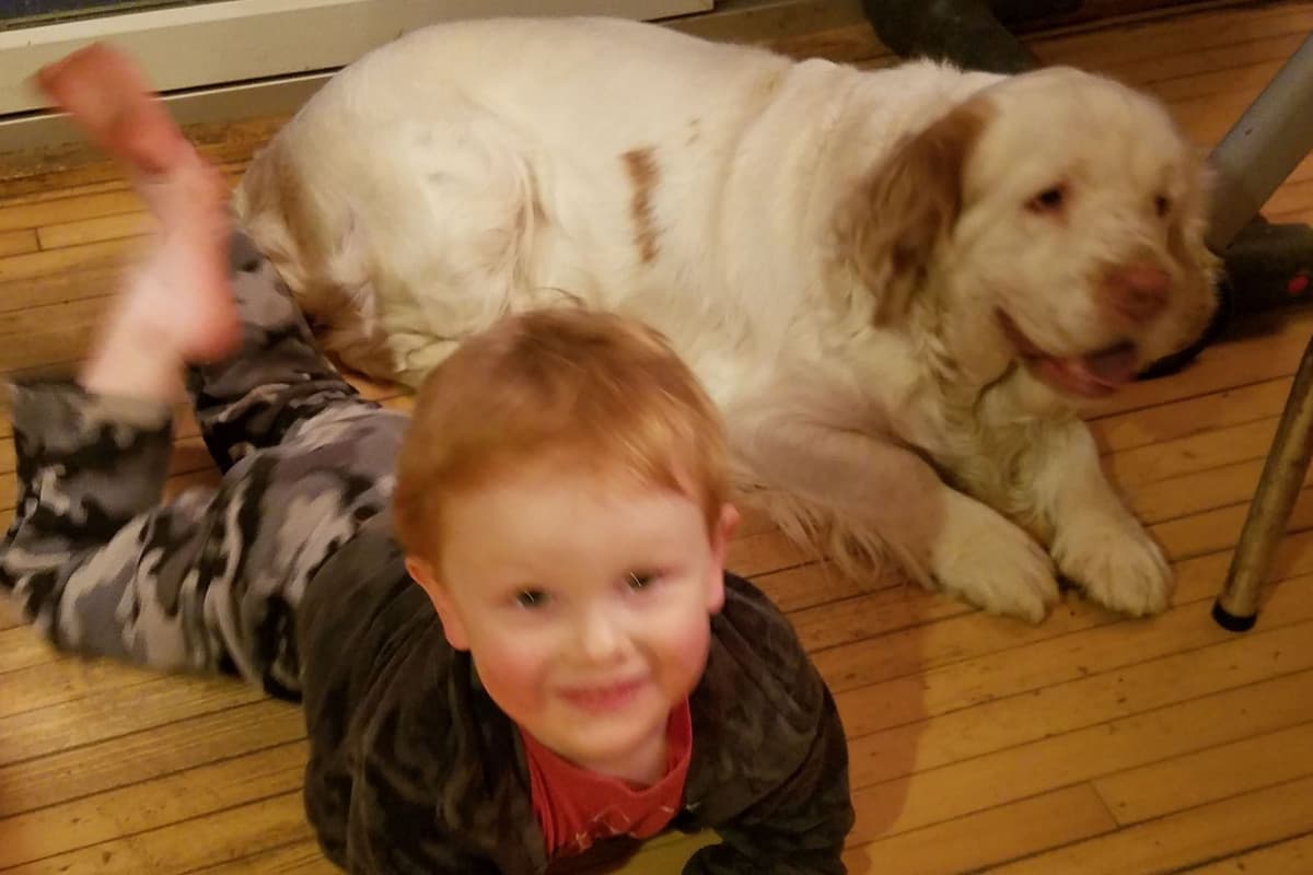 Irish Red and White Setter Puppies breeder image 16