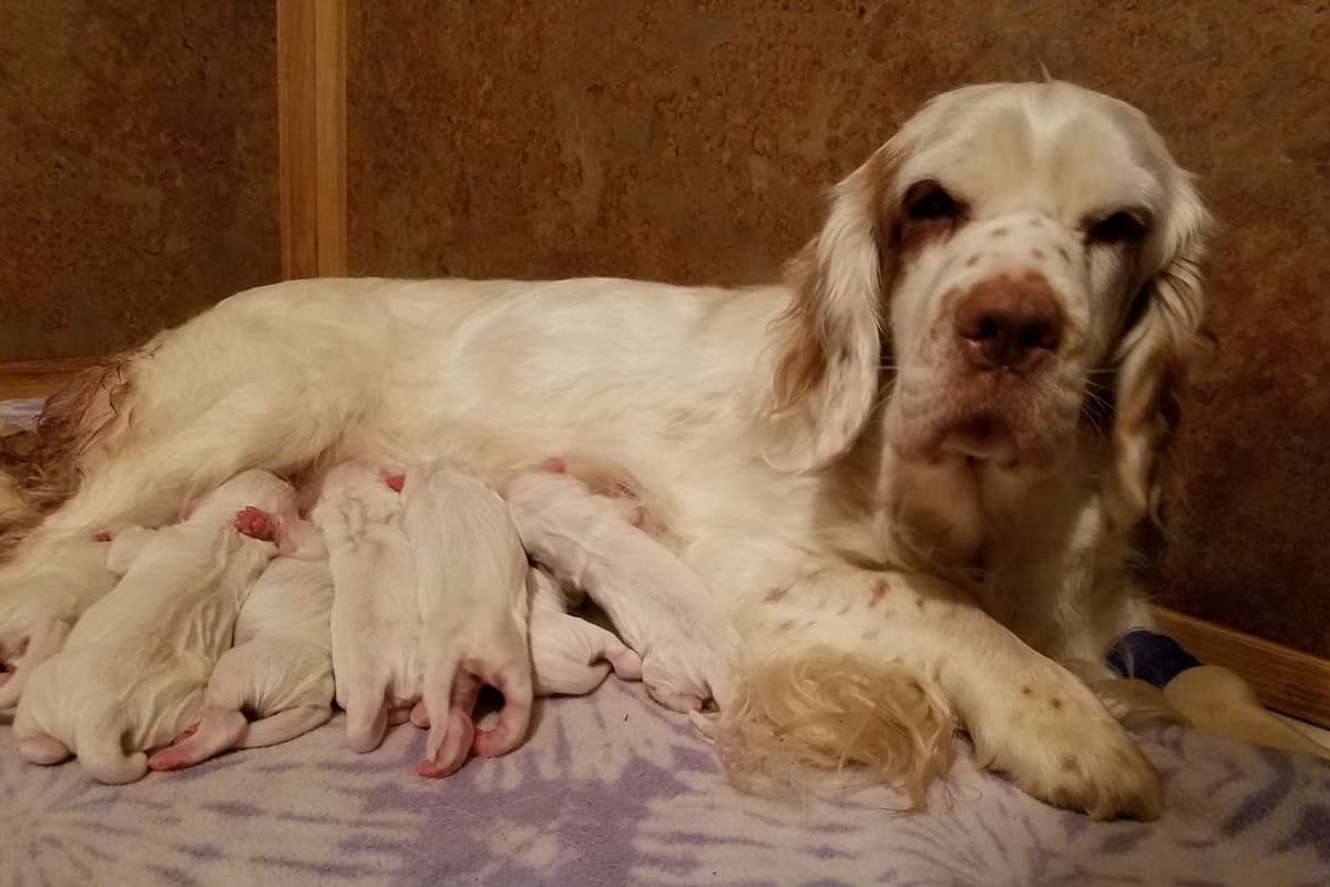 Irish Red and White Setter Puppies breeder image 14