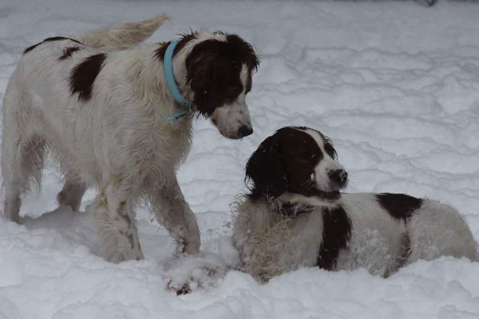 Irish Red and White Setter Puppies breeder image 13