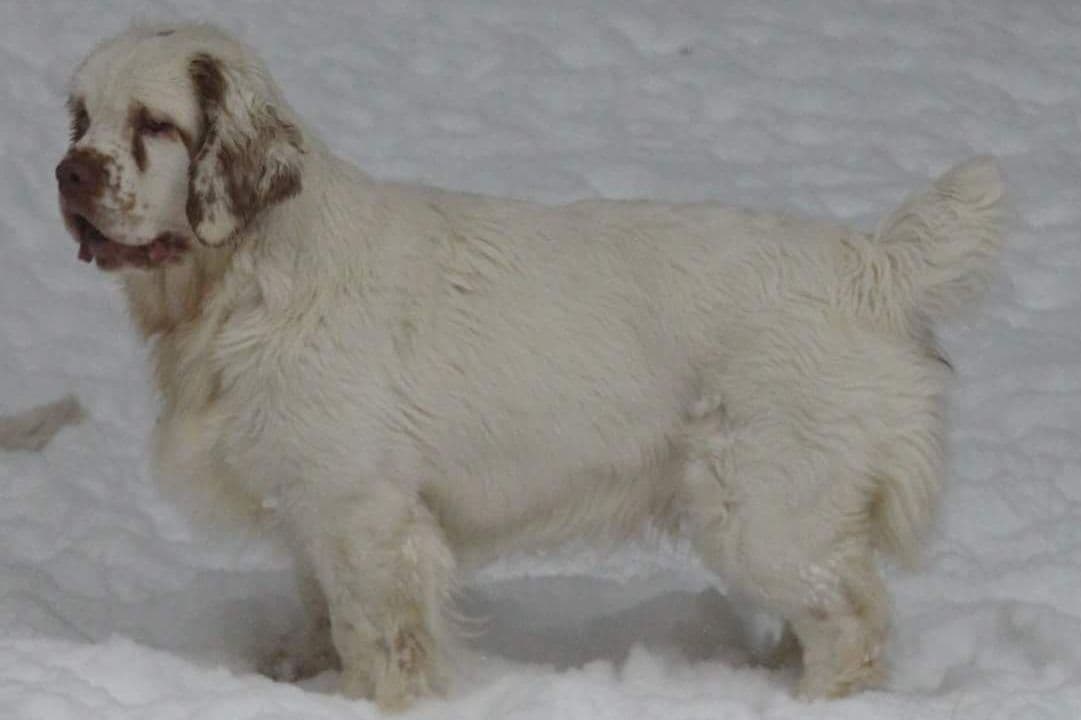 Irish Red and White Setter Puppies breeder image 12