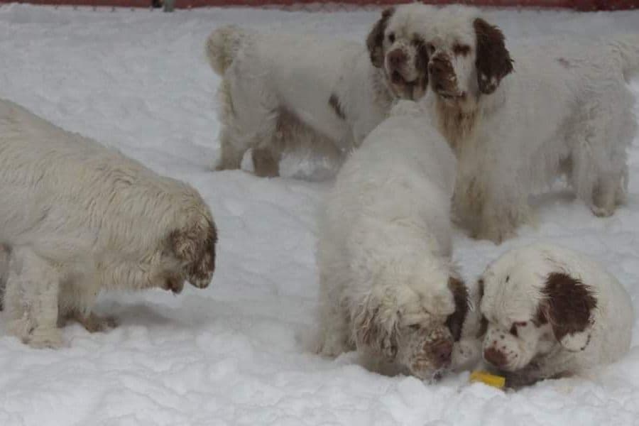 Irish Red and White Setter Puppies breeder image 11