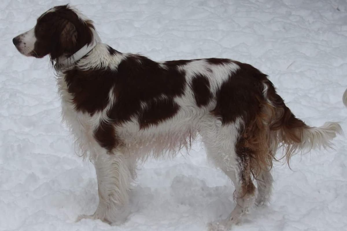 Irish Red and White Setter Puppies breeder image 10