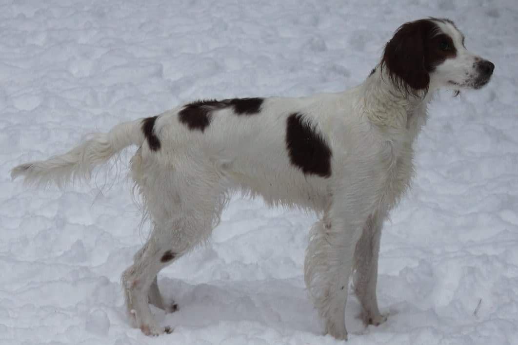 Irish Red and White Setter Puppies breeder image 9