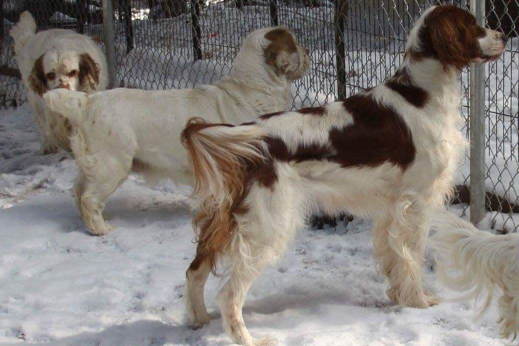 Irish Red and White Setter Puppies breeder image 7