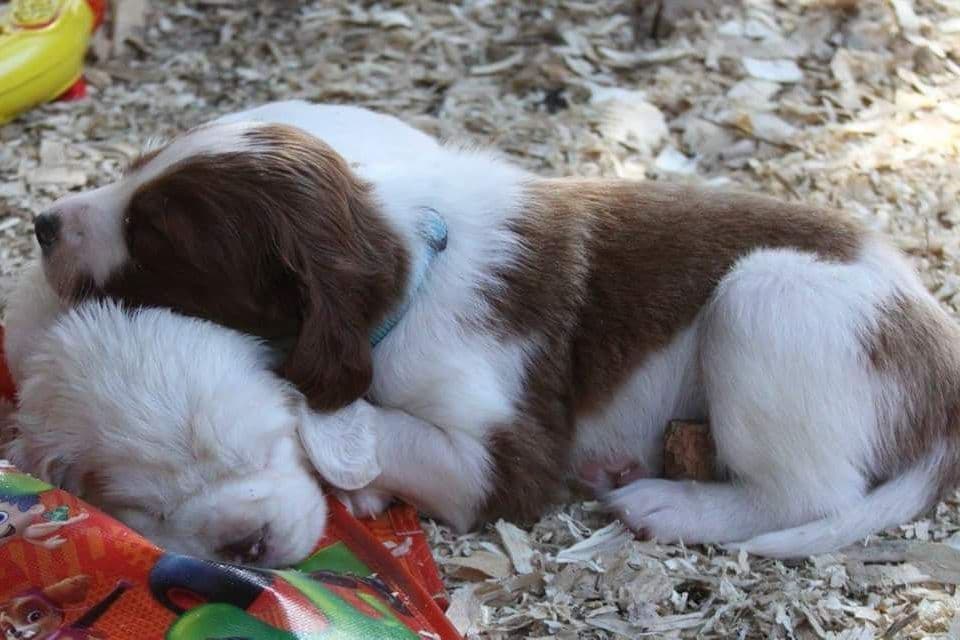Irish Red and White Setter Puppies breeder image 6
