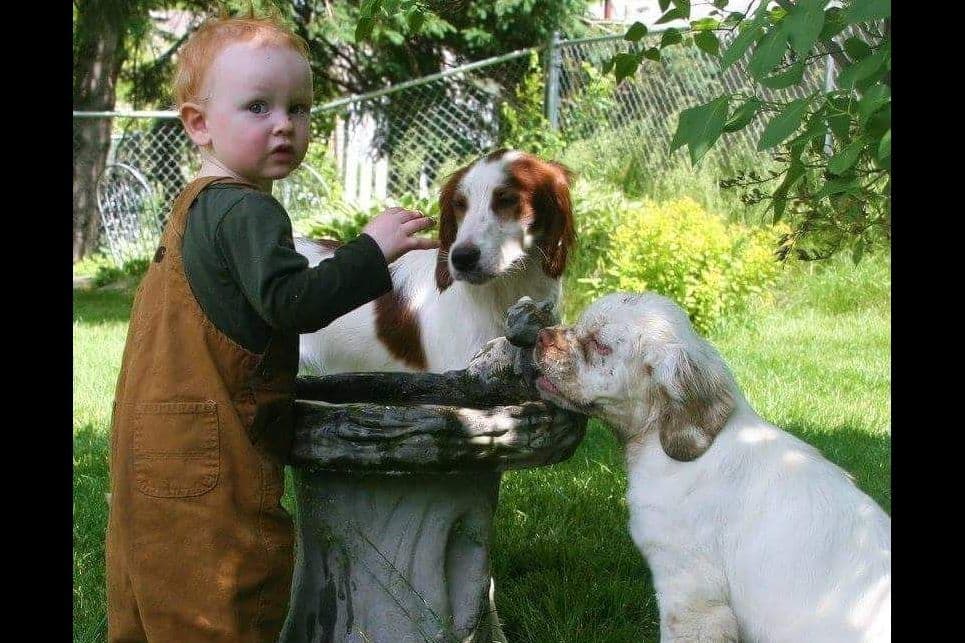 Irish Red and White Setter Puppies breeder image 5